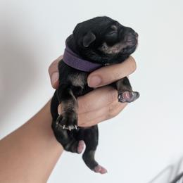 Purple - Black and silver female Miniature Schnauzer puppy in Thomasville, North Carolina from J&J's Future Horizons Kennel