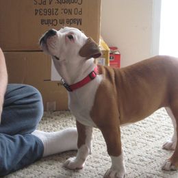 Olde English Bulldogge Puppies from Gingersnaps Bullies