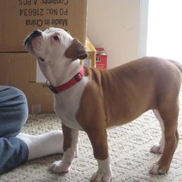 Olde English Bulldogge Puppies from Gingersnaps Bullies