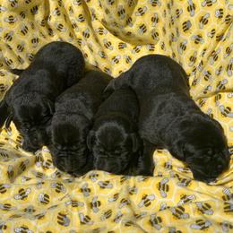 Black female - Black female Labrador Retriever puppy in Geneva, Florida from Salty Duck Retrievers