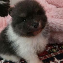Adkpom Otis AKC registered 3750 - Blue and tan parti male Pomeranian puppy in Gloversville, New York from ADKPOM Adirondack Pomeranians