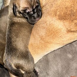 Isaac- red collar - Fawn male Great Dane puppy in Gainesville, Georgia from DeBruce Danes