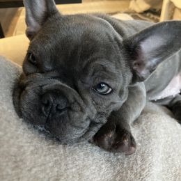 French Bulldog and Rottweiler Puppies from Wrinkle Boss FrenchBulldogs