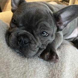 French Bulldog and Rottweiler Puppies from Wrinkle Boss FrenchBulldogs