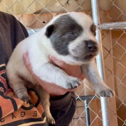 Boy 1 - Blue male Australian Cattle Dog puppy in Morton, Mississippi from Heart K Kennels