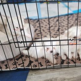 Maltese Puppies from My Precious pups