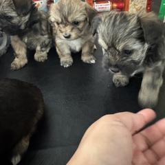 Shih Tzu, Shorkie, and Yorkshire Terrier Puppies from Great Mates