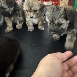 Shih Tzu, Shorkie, and Yorkshire Terrier Puppies from Great Mates