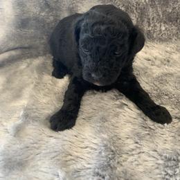 Cooper - Black male Goldendoodle puppy in Haddam, Kansas from Golden B Acres