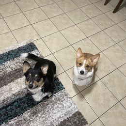Butters - Pembroke Welsh Corgi