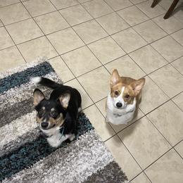 Butters - Pembroke Welsh Corgi