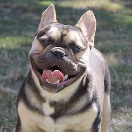 Vega - French Bulldog