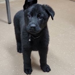 German Shepherd Puppies from Inferno Shepherds