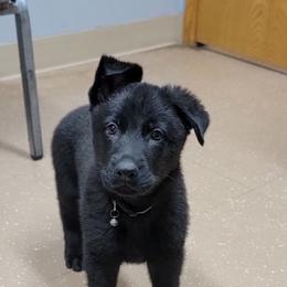 German Shepherd Puppies from Inferno Shepherds