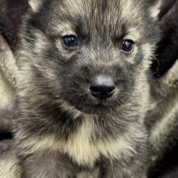 Wolf gray male - Gray and white male Siberian Husky puppy in Doswell, Virginia from Shinko Siberians