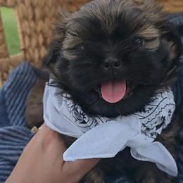 Shih Tzu Puppies from Shih Tzus of Gilbert