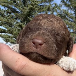 Myrtle - Brown and white female Saint Berdoodle puppy in Beach, North Dakota from Badland St. Berdoodles LLC