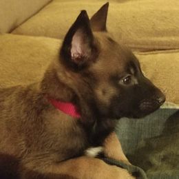 Belgian Malinois from Dark Horse Legal