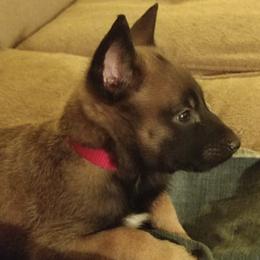 Belgian Malinois from Dark Horse Legal