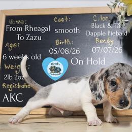 Zazu - Dapple male Dachshund puppy in Hoquiam, Washington from Heyd's Mini Dachshunds