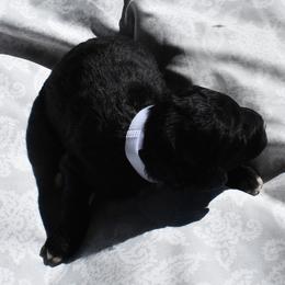 White Collar Female - Black and white female Aussiedoodle puppy in Parma, Idaho from Arena Valley Acres