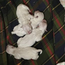 Girl 3 - White female West Highland White Terrier puppy in Scurry, Texas from Karen Williams's West Highland White Terriers & Pembroke Welsh Corgis
