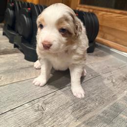 Chai - Red merle female Australian Shepherd puppy in Holly, Michigan from Groveland's Haus of Aus