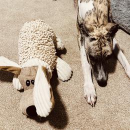 Whippet Puppies from Smithfield Park