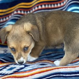 American Corgi and Pembroke Welsh Corgi Puppies from Foxy Knoll Farm