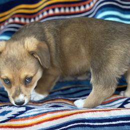 American Corgi and Pembroke Welsh Corgi Puppies from Foxy Knoll Farm