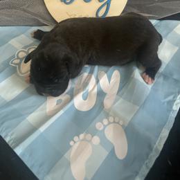 Puppy 1 - White male Boxer puppy in Lakeland, Florida from Cote's Boxers