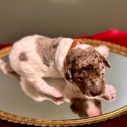 Dasher - Merle male Labradoodle puppy in Candler, North Carolina from Maple Bakin’ Doodles
