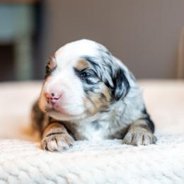 Cash - Merle male Bernedoodle puppy in Narvon, Pennsylvania from CBKB Bernedoodle’s