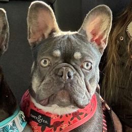 Stella - French Bulldog