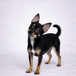 CKC Kairo the Gyro - Chihuahua