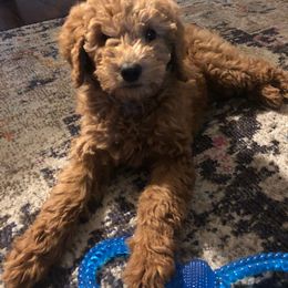 Bernedoodle and Goldendoodle All Grown Up from TurkeyCreek Doodles