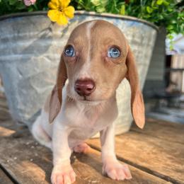 Chocolate based cream dapple piebald - Dapple male Dachshund puppy in Payette, Idaho from NT Mini Doxies