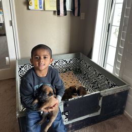 Belgian Malinois Puppies from Care 2 Protect