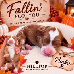 Punkin - Red  female Goldendoodle puppy in Cannon County, Tennessee from Hilltop Doodles and Poodles
