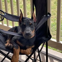 Doberman Pinscher puppies from JM Dobermans