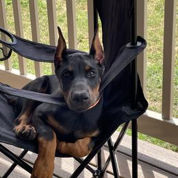 Doberman Pinscher puppies from JM Dobermans