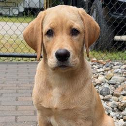 Labrador Retrievers from Range Pond Retrievers