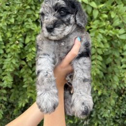 Bernedoodle and Whoodle Puppies from Gilbert Bernedoodles & Whoodles