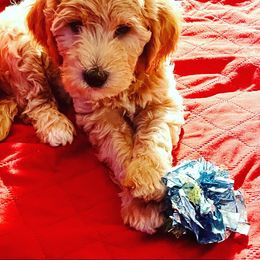 Double Doodle Puppies from Riverside Doodles in Seattle (double doodles)