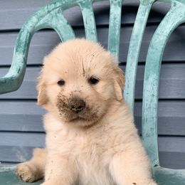 Golden Retriever Puppies from OPK GOLDENS
