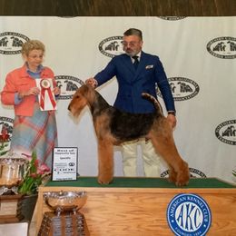 Indy - Airedale Terrier