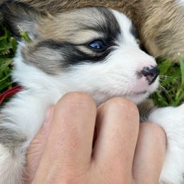 Miniature Australian Shepherd and Pembroke Welsh Corgi Puppies from Fluffy Butt Acres