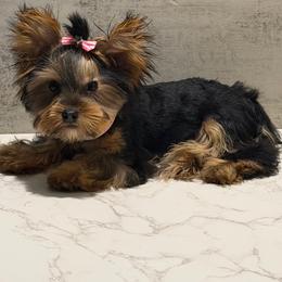 Kamilla - Black and gold female Yorkshire Terrier puppy in Maple Heights, Ohio from Yorkiesllc