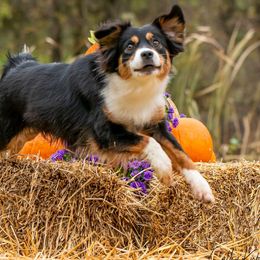 Australian Shepherds and Miniature American Shepherds from Rust Belt Farms