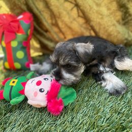 Vixen - Liver female Miniature Schnauzer puppy in Anthony, Florida from Amanda Tragash